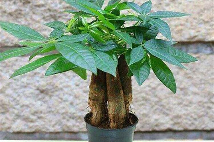 给发财树给施花多多l号吗？