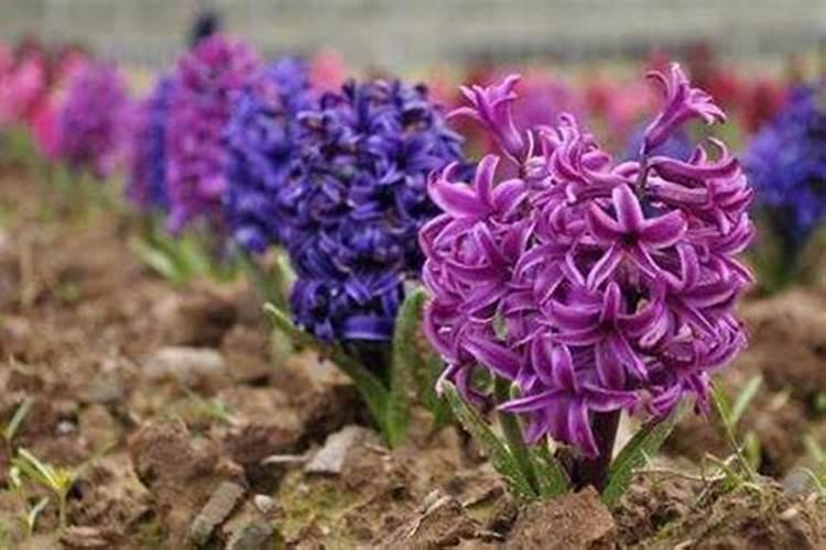 风信子怎么施肥吸收效果最好,氮磷复合肥最宜生长(薄肥勤施)