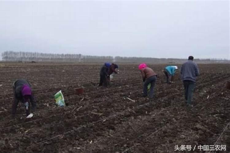 100亩花菜田需投资多少钱