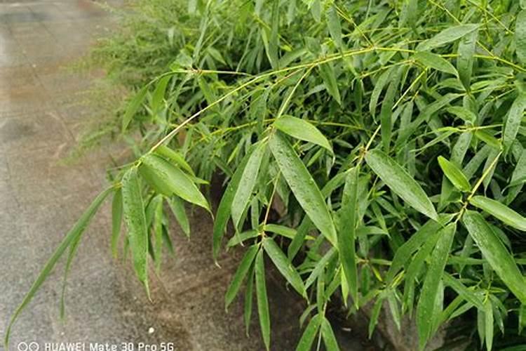 玛格丽特如何施肥 玛格丽特怎么施肥