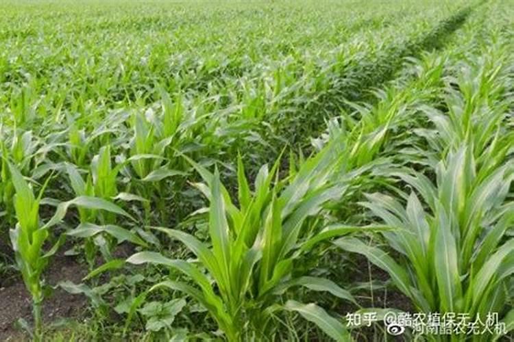 萝卜一般什么施肥 以避免发生浓度障碍