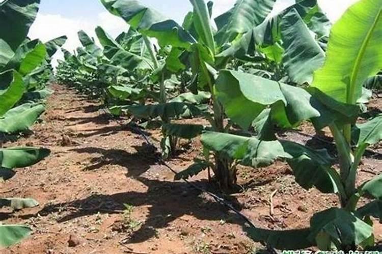 香蕉根茎块膨大素有哪些？香蕉需要用什么肥料？