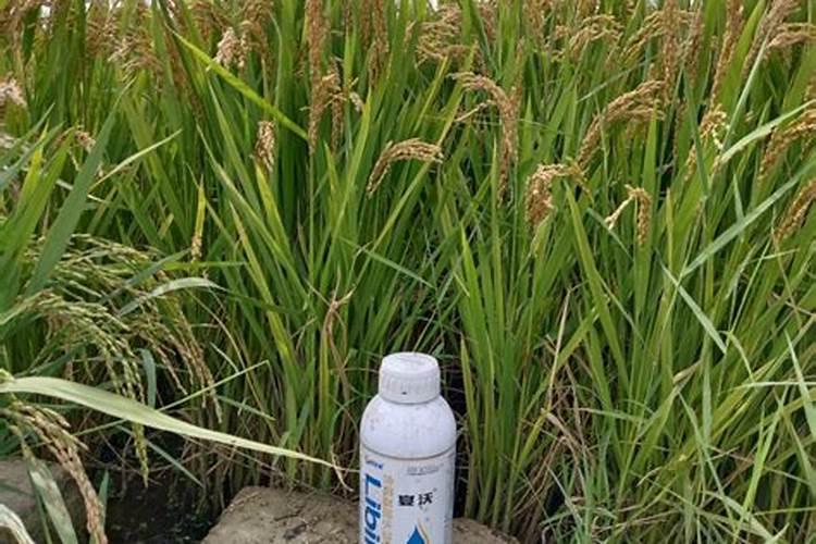 如何合理施用氮肥,举例说明施肥不当对环境的影响