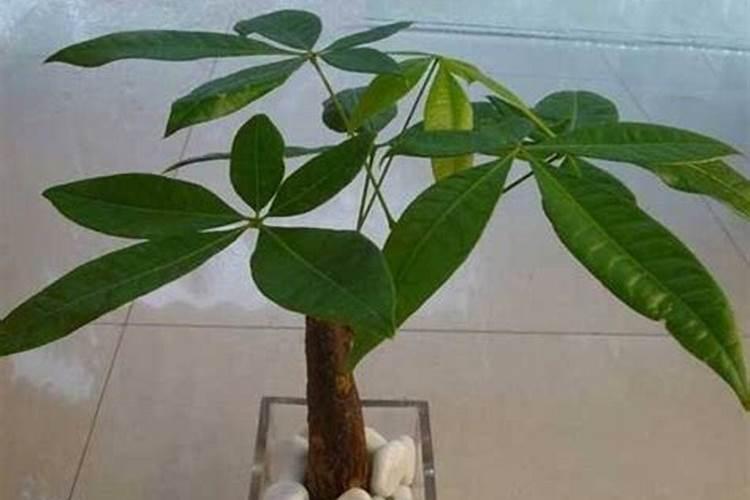 掺混肥如何计算氮磷钾比例
