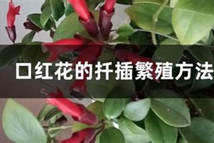 如何给口红花施肥与浇水？