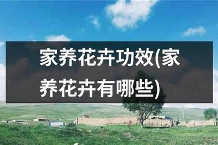 养花花肥用什么肥料好