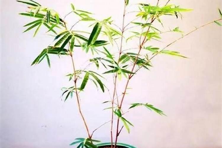樱花怎么施肥