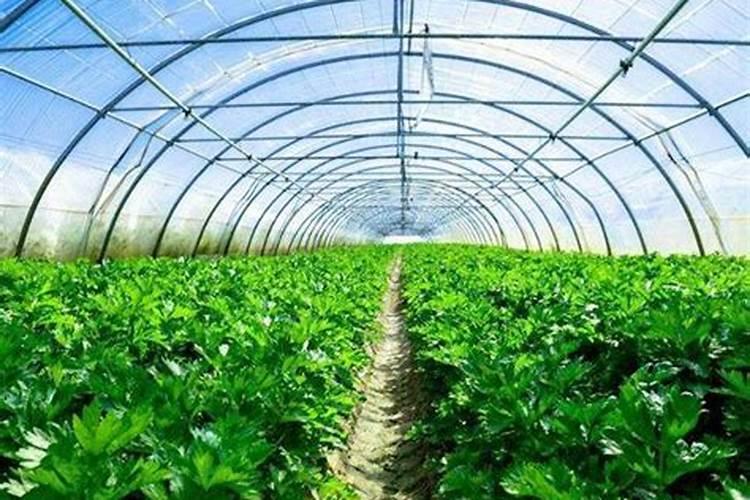 我大棚种的香芹黑根烂心死苗,有什么药物可以治疗？