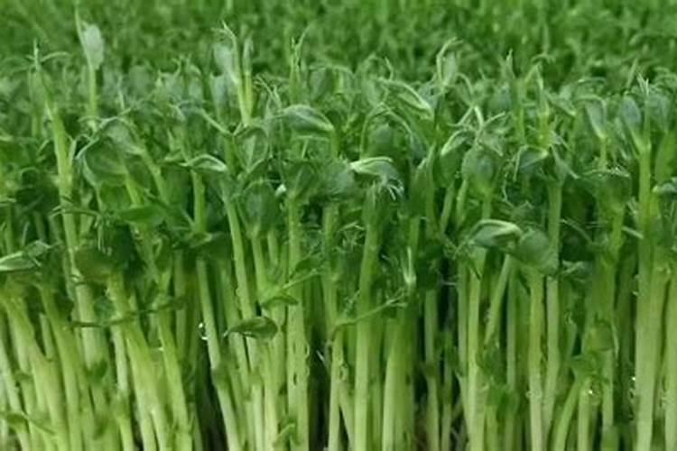 草甘膦不小心打到一米高玉米上怎么办