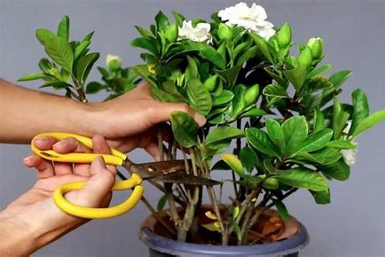如何给栀子花施肥