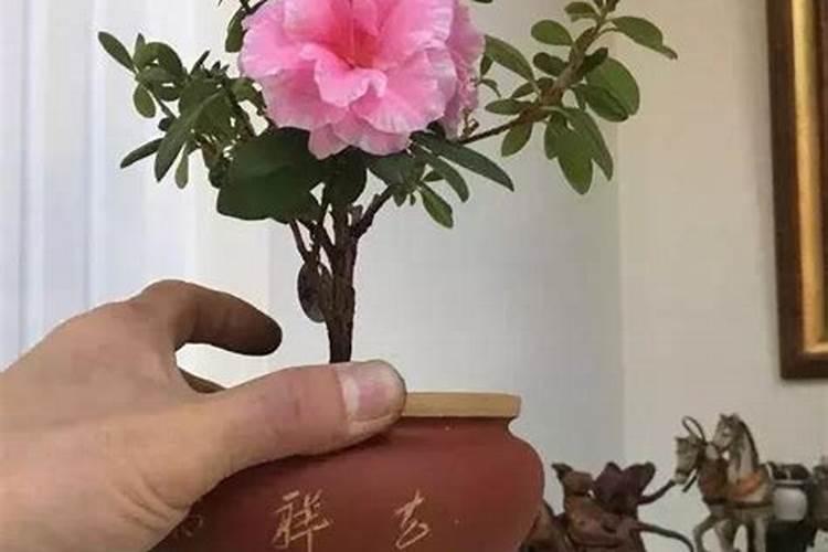 小葫芦怎么样施肥