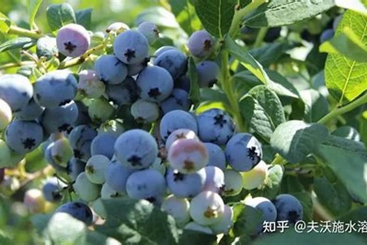 对节白腊下山桩怎么养护