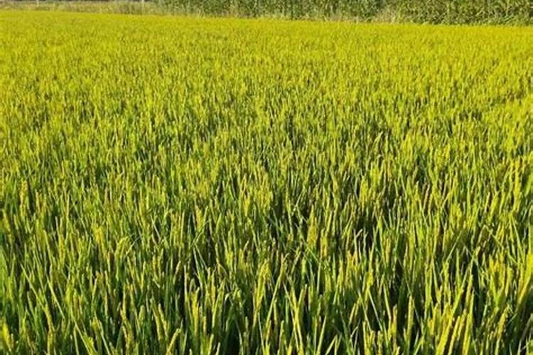 什么是腐殖质？