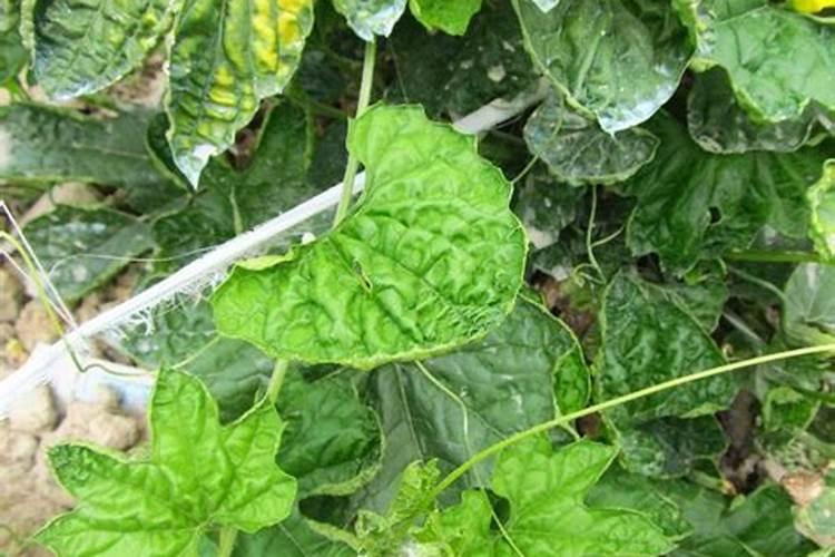 水稻缺肥或施肥过量时有哪些症状？如何诊断