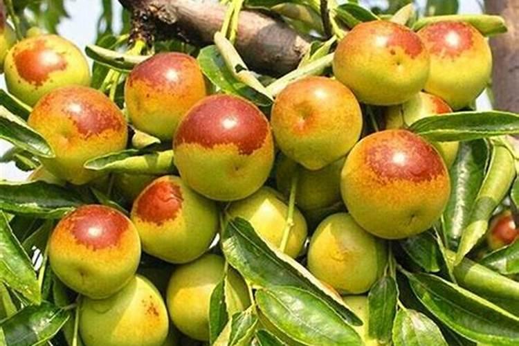 养花有机水溶肥有哪些