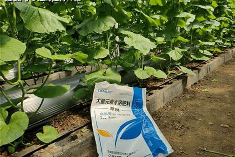 蒲瓜梨怎么施肥 蒲瓜梨的施肥方法