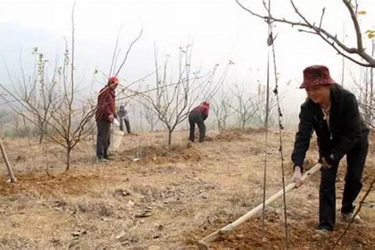 果树冬季怎么施肥