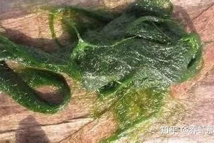 磷肥可以杀青苔吗