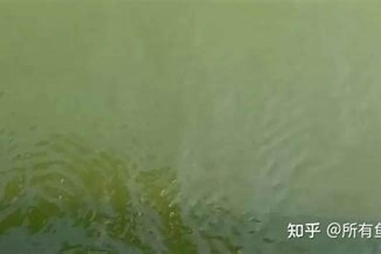 磷肥可以杀青苔吗
