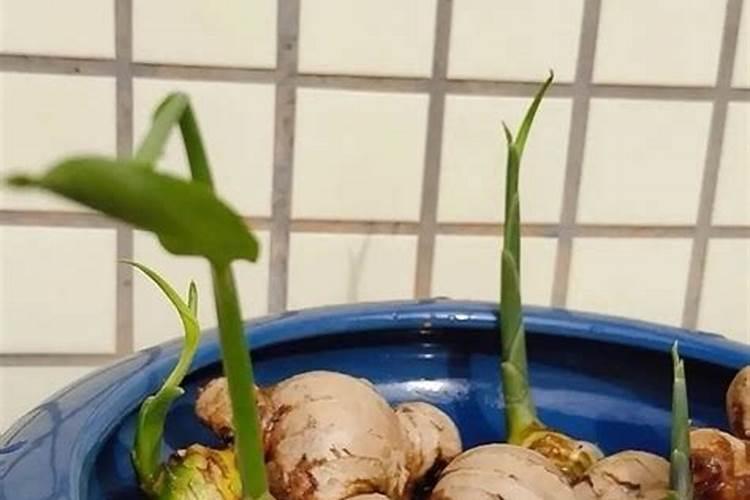 生姜出苗后用什么肥料
