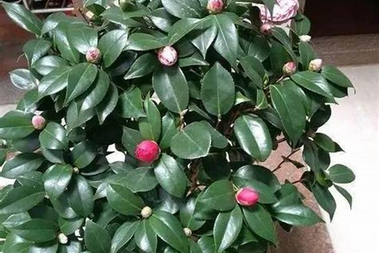 茶花顶端嫩芽干枯
