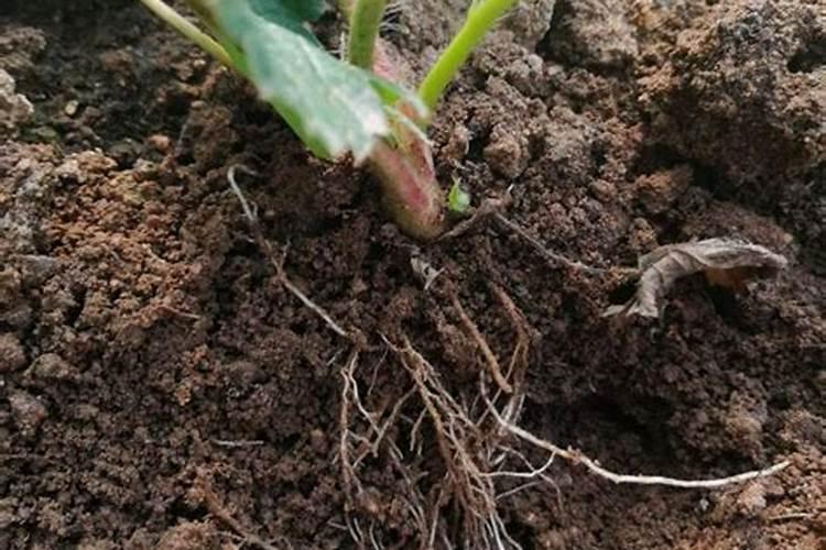 中药材促花保果根茎块膨大素？中药材施什么肥料有助长根？