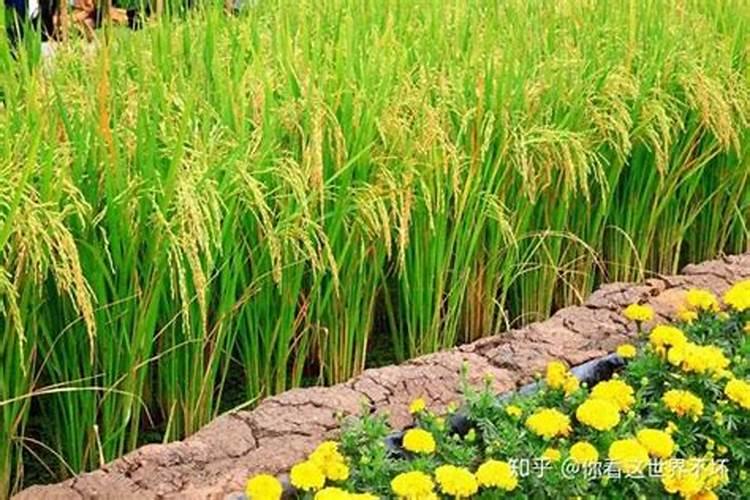 大棚樱桃温度管理着色期夜间温度须多少