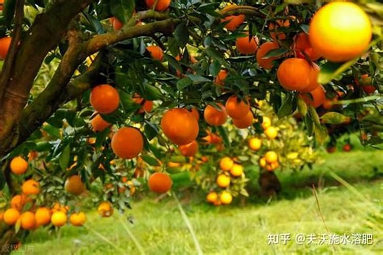 姜柄瓜种植技术