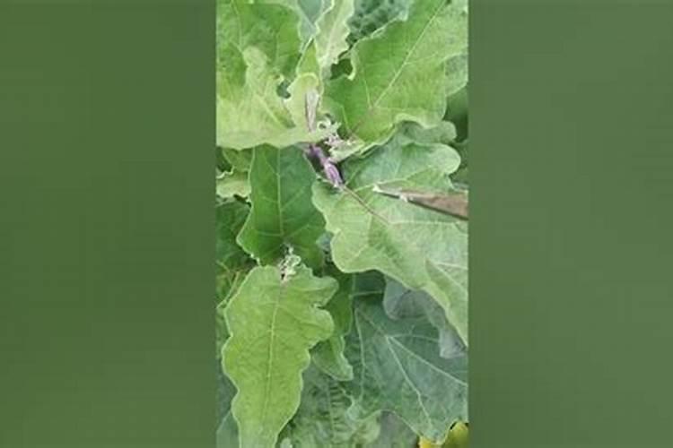 锄草剂打完两个小时就下雨管用吗 对土壤有危害吗