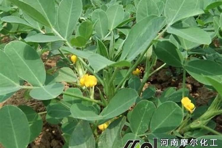 花生用什么冲施肥最好