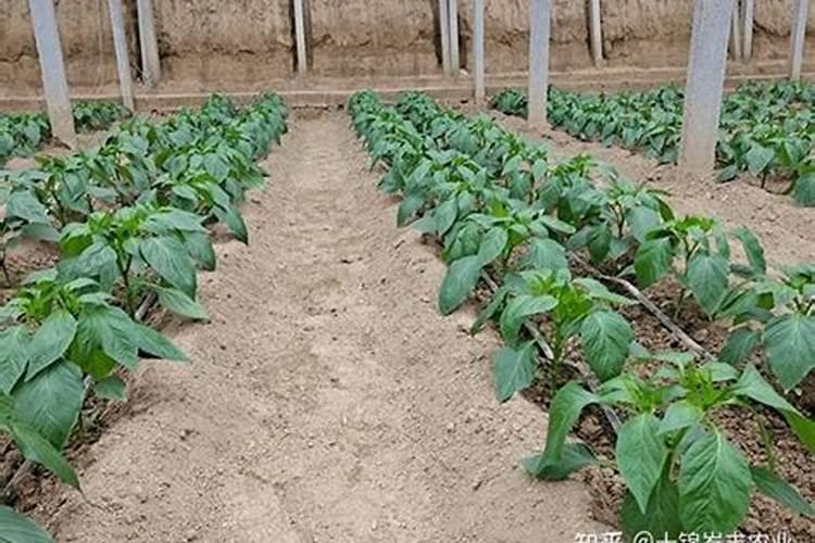 辣椒定植初期的田间管理应掌握哪些技术？