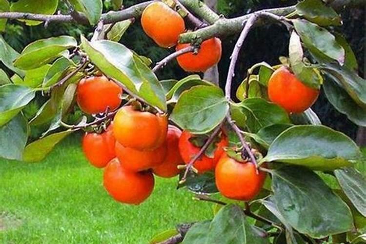 吊红柿子树每年追肥几次好