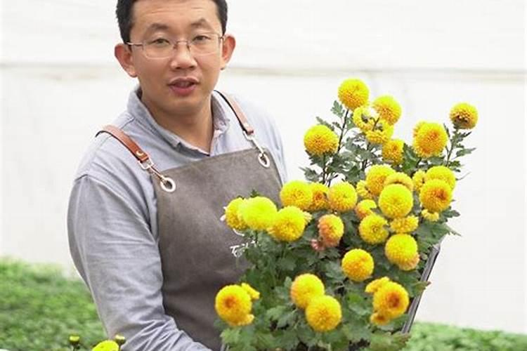 养乒乓菊,做到“3勤、1控制”花朵又大又圆,年年能开花