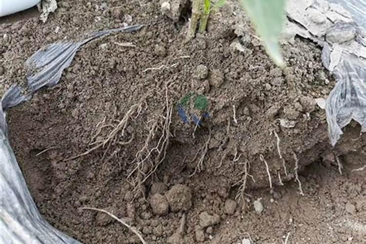 君子兰出花剑注意哪些？