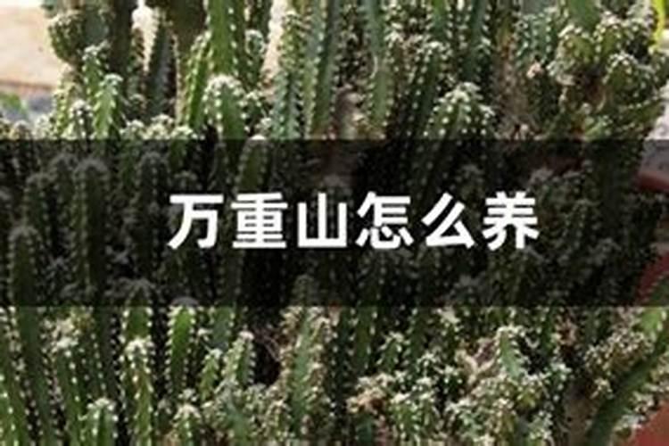 万重山怎么养护