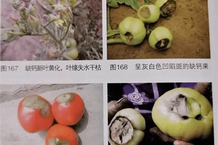 蔬菜施肥过量出现的生理病害症状