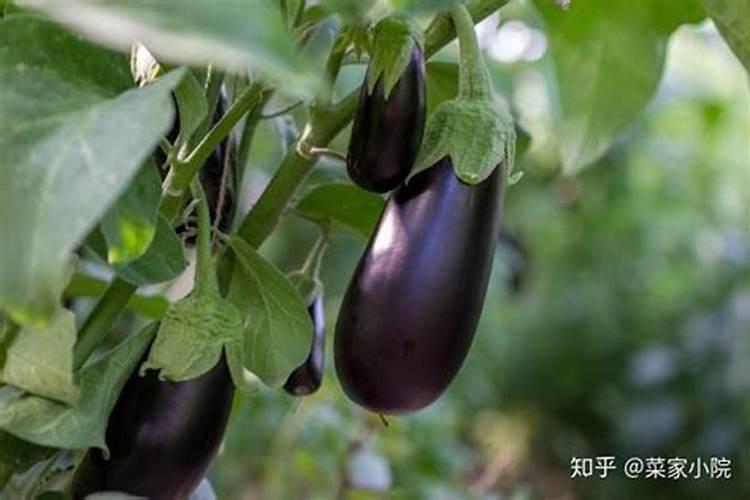 复合肥能放在水培绿萝里吗