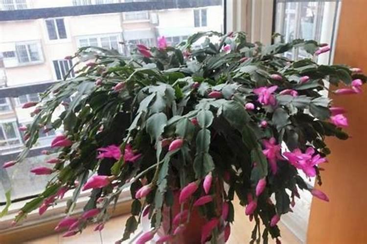 种丝瓜用什么肥料最好