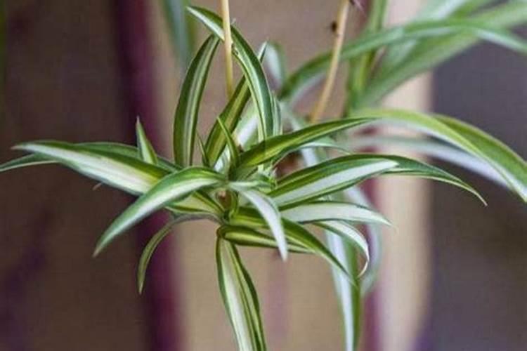 新买的吊兰怎么养