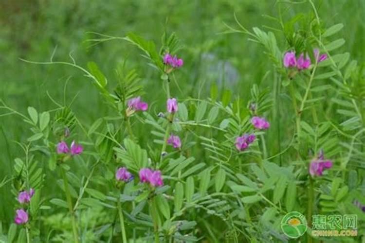 萝卜种植技术东北地区能喷施叶面肥吗