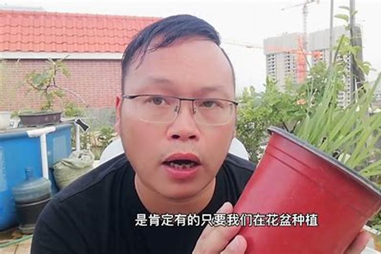 大棚阴天下雨可以打叶面肥吗