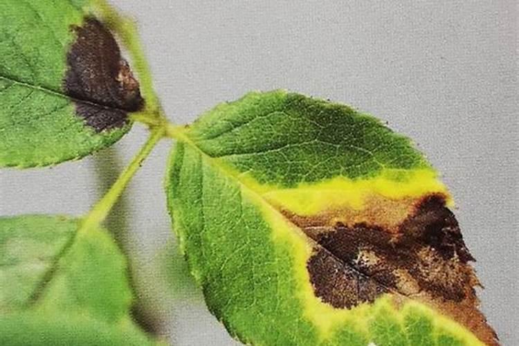 种的粉龙为什么下部开花枝头没花