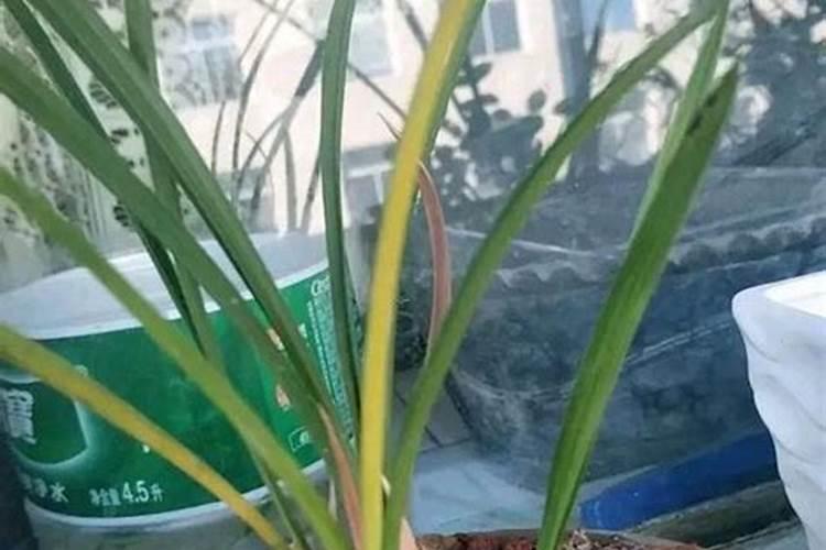 兰花可以用硅肥吗？