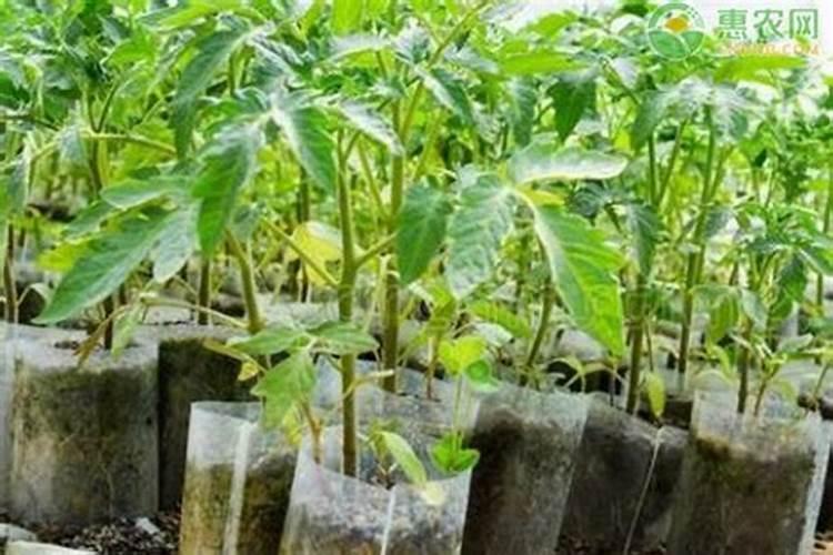 番茄什么时候施肥,如何给番茄施肥