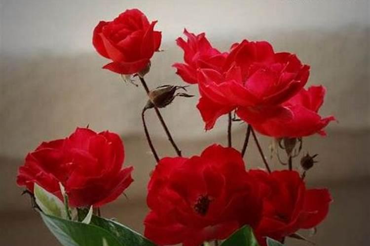 水稻缺肥或施肥过量时有哪些症状？如何诊断