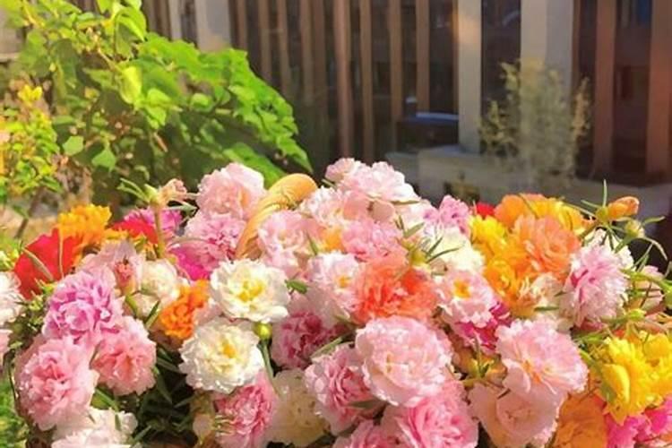 茉莉花施肥方法