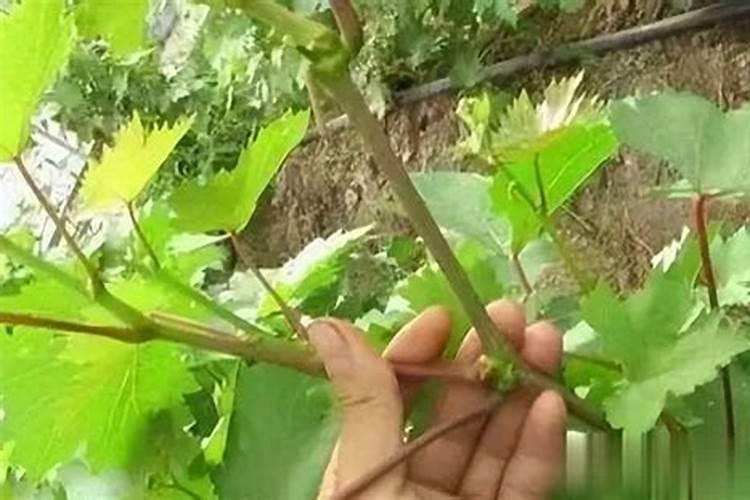 葡萄树施什么肥好