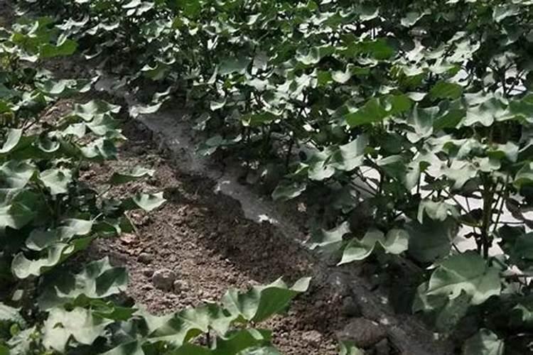月季为什么要喷施叶面肥杀菌剂添加叶面肥有何作用
