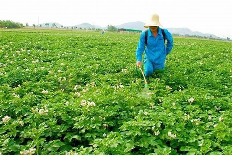 花生饼怎么做肥料养花