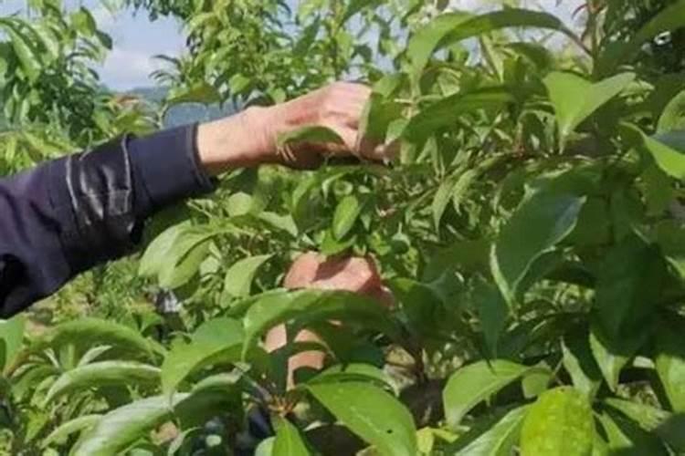 蔬菜种植中缺硼会有什么影响？